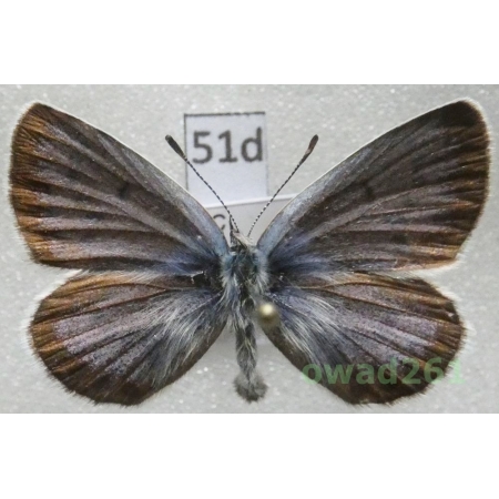 Plebejus argus ssp. aegidion Meisner, 1818 male Grecce51d